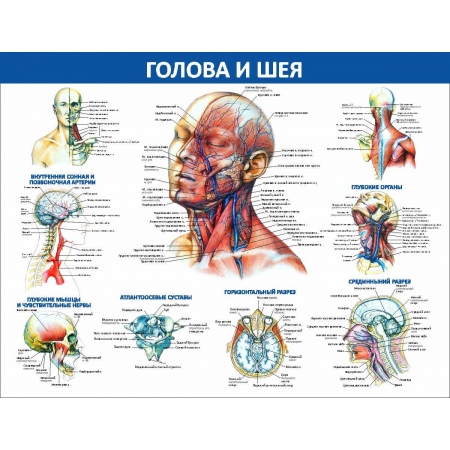 Глотка и гортань